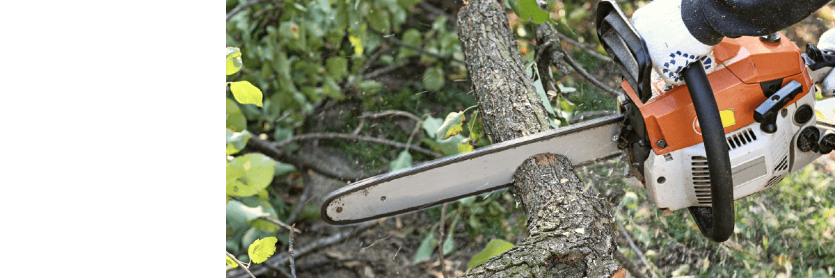 Tree Removal